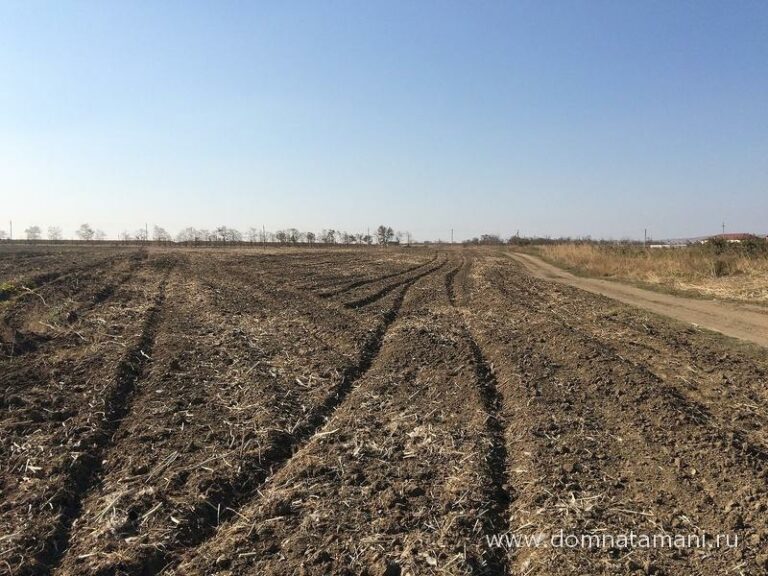 На сельхозземлях Дагестана растет численность мышевидных грызунов