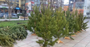 В Махачкале заработали елочные базары