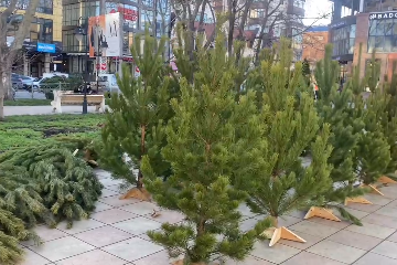 В Махачкале заработали елочные базары