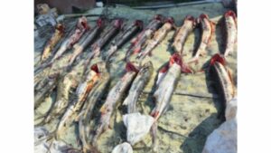 В Дагестане задержали граждан, незаконно добывавших рыбу