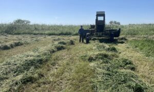 Дагестанские аграрии готовятся к зиме