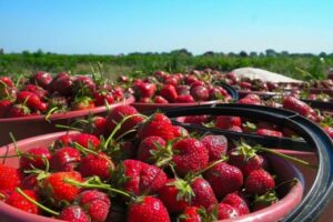 На фоне санкций производство сельхозпродукции в Дагестане возросло в 2,5 раза