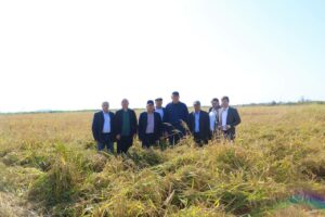 Дагестан планирует рекордный урожай риса