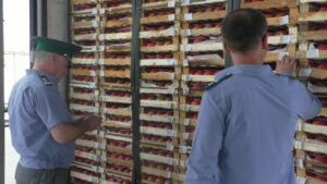 1180 тонн подкарантинной продукции проверили в Дагестане