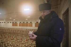 Птичники «Батыр-Бройлера» продолжают работу после пожара