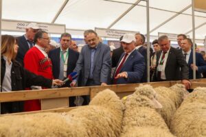 Юбилейная XXV Российская выставка племенных овец и коз пройдет в Дагестане