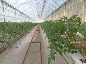 В Дагестан под контролем Россельхознадзора завезено более 300 тысяч саженцев томатов