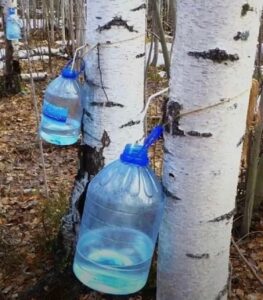 В горах Дагестана завершился период заготовки березового сока