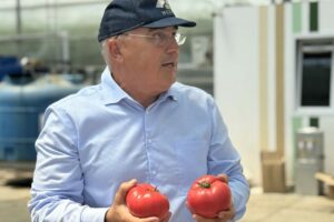 Дагестан занимает 4 место в стране по выращиванию томатов