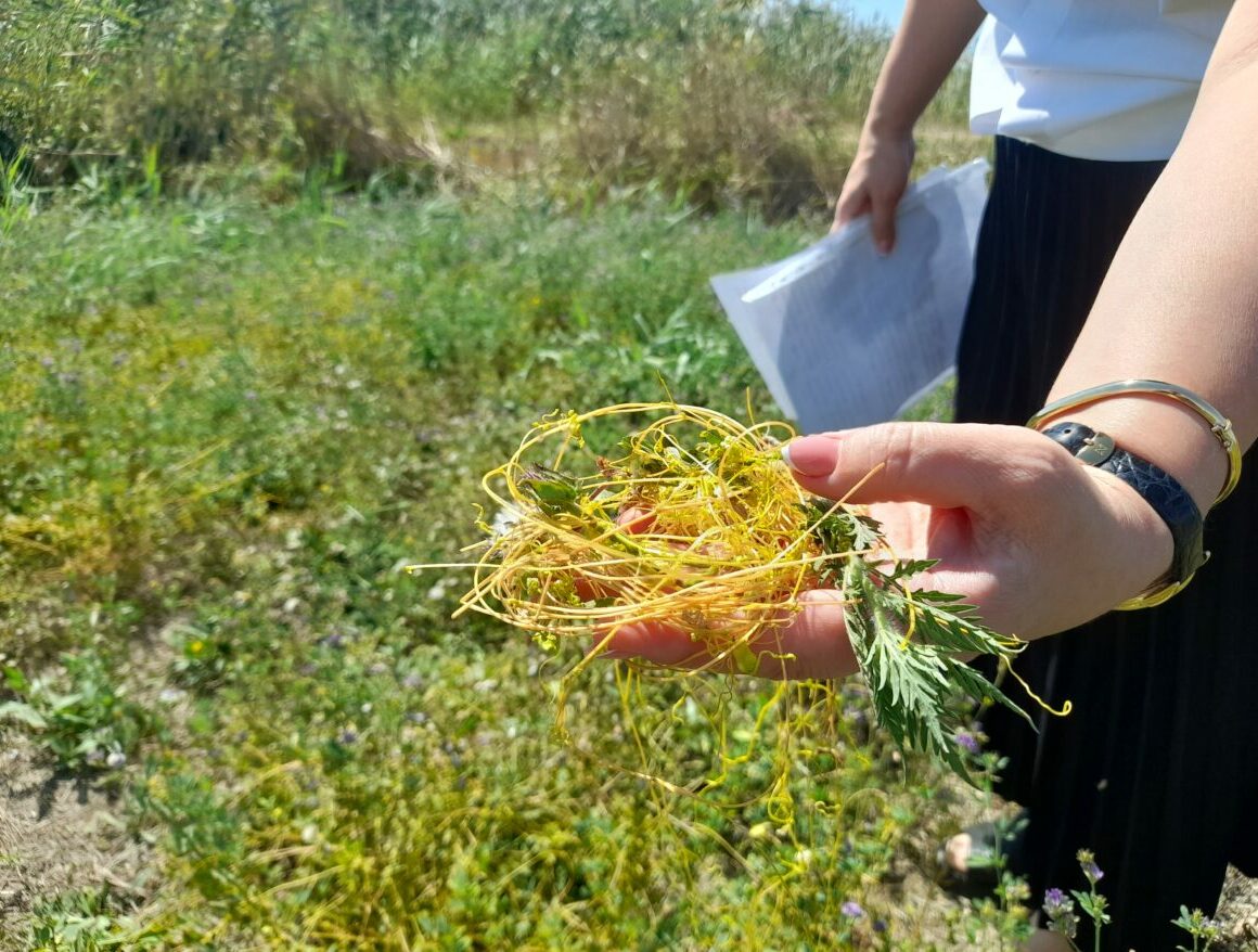В Дагестане существенно увеличена площадь карантинных фитосанитарных зон