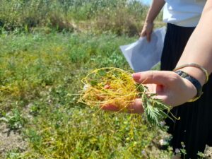 В Дагестане существенно увеличена площадь карантинных фитосанитарных зон