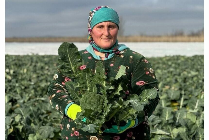Полтора миллиона тонн овощей выращивают в Дагестане ежегодно