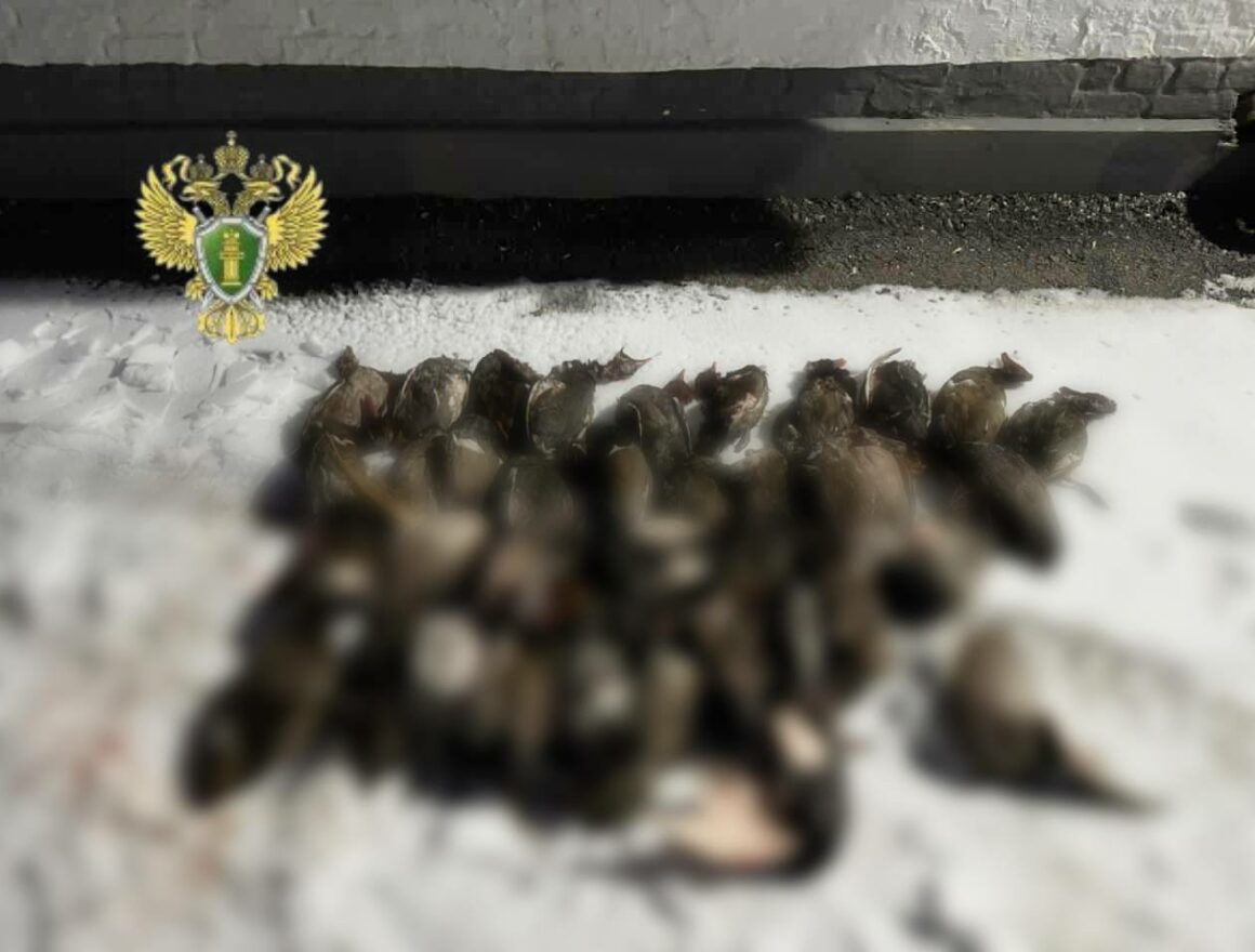 В Дагестане возбудили дело на охотника, застрелившего 68 уток без лицензии