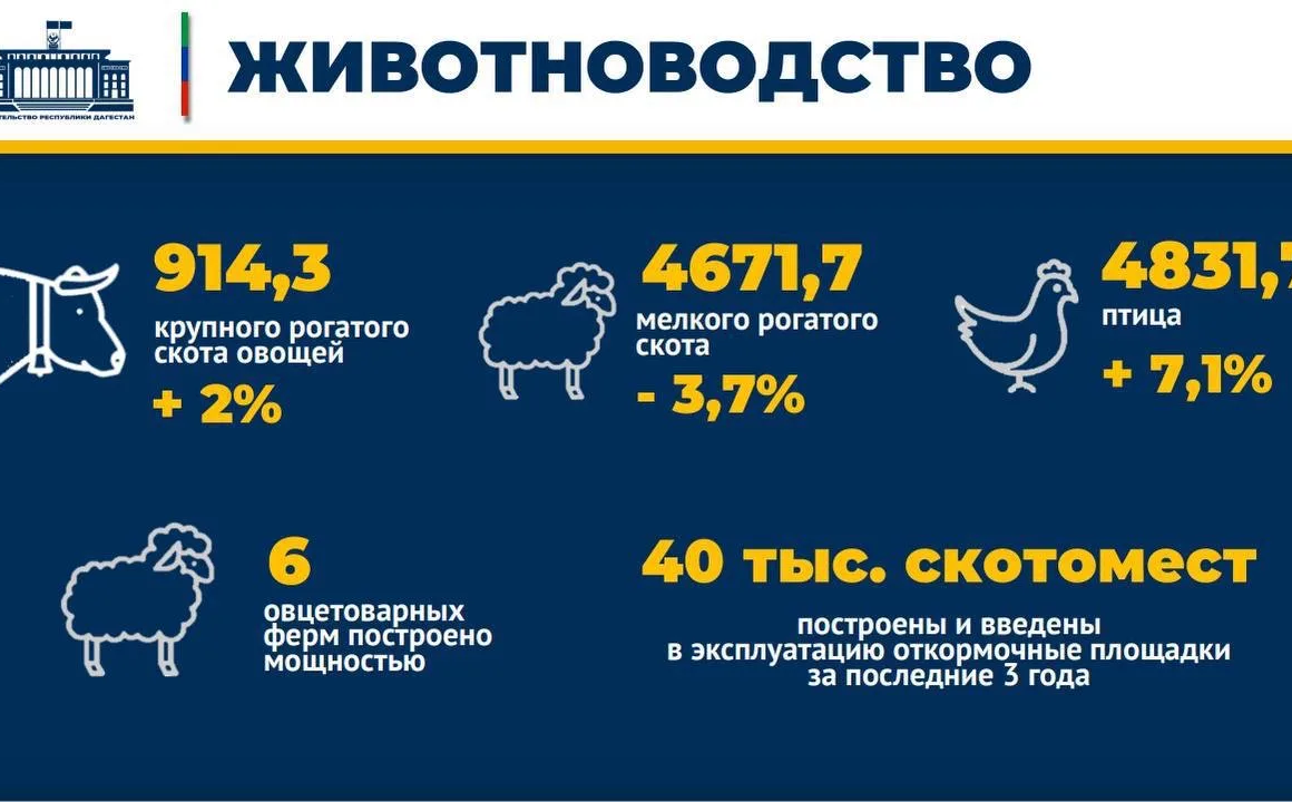 Поголовье крупного рогатого скота в Дагестане превысило 914 тысяч голов