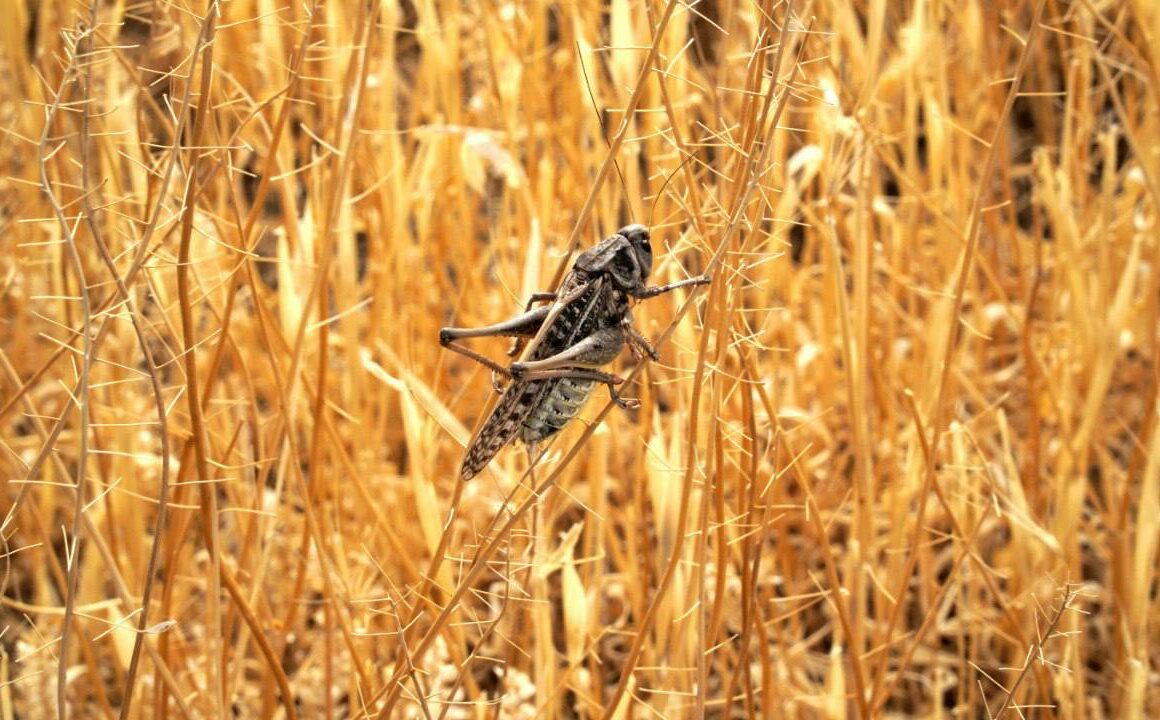 В Дагестане начнутся проверки сельхозземель на наличие саранчовых вредителей