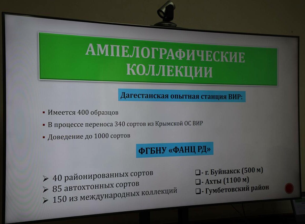 В Дагестане создадут крупнейшую коллекцию сортов винограда России