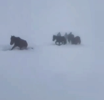 В горах Дагестана из снежного плена спасли табун лошадей