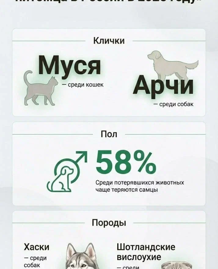 Pet911 и «Лаборатория Касперского» выяснили, какие питомцы чаще теряются в Дагестане