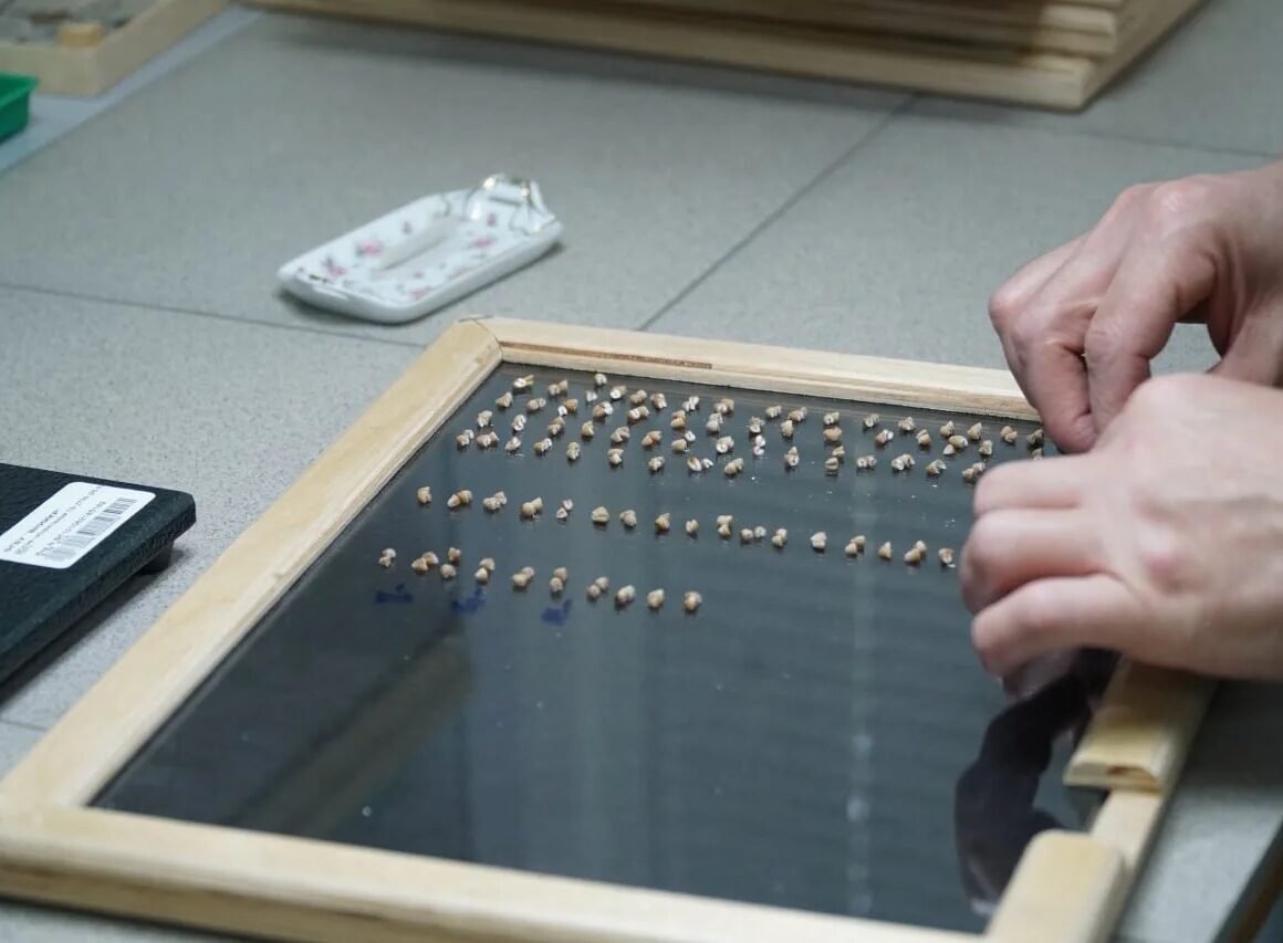 В Дагестане проверят качество более 80 тысяч тонн зерна нового урожая
