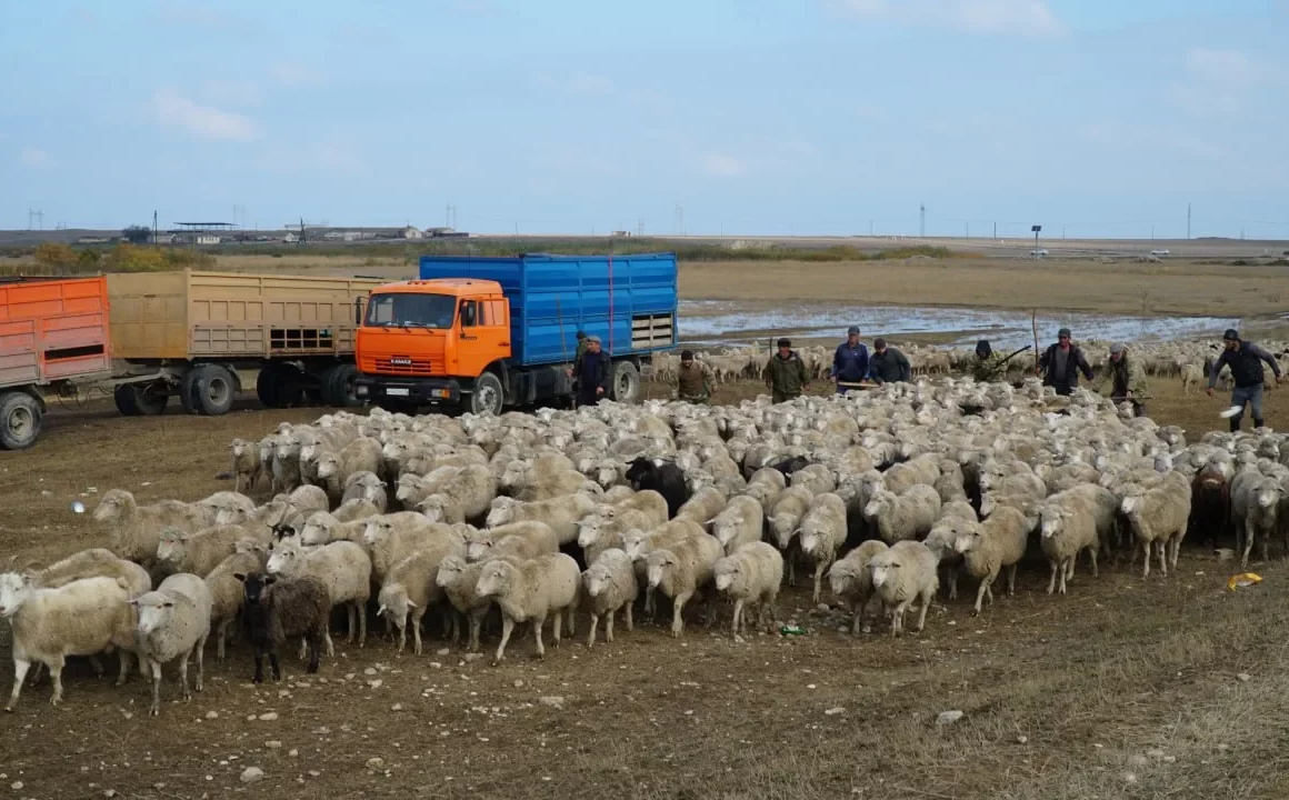Аграрии Дагестана завершают перегон овец и коз на летние пастбища